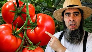3 Tomato-Growing Secrets Pros Don’t Tell Home Gardeners