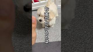 実は高い💰犬との暮らしにかかるリアルな金額　#shorts #犬にかかるお金 #マルチーズ #ミモザちゃんねる