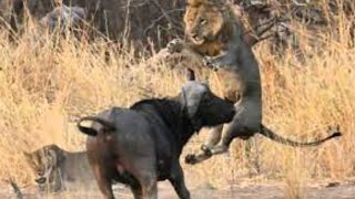 Download lagu singa vs banteng 1singa mati  | pertarungan binatang buas mp3