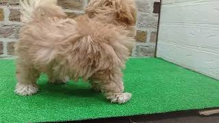 ハーフ犬の動画01