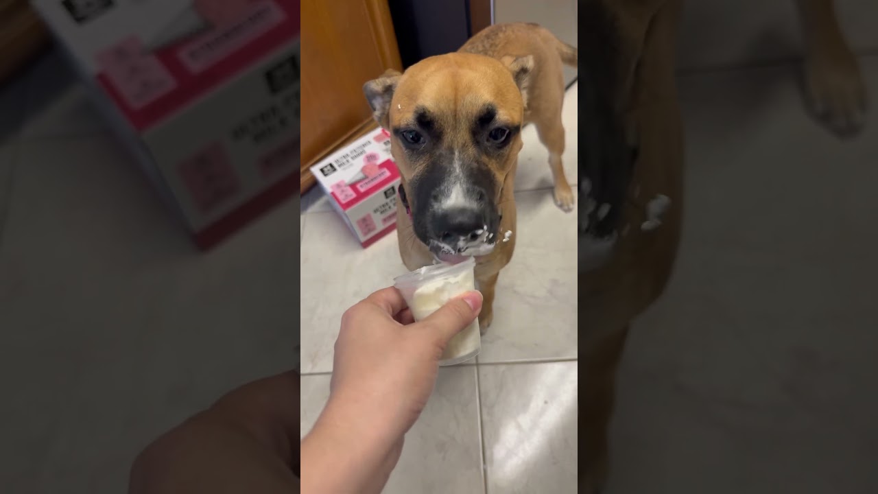 Enlarge Shania, a Adoptable mixed breed in Whittier, CA video 6/6