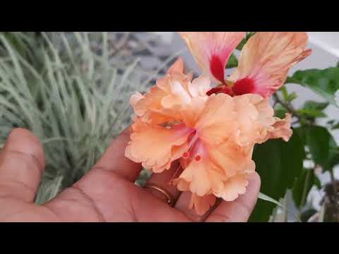 सुन्दर फूलहरूको केही जानकारी/beautiful flowers(pranita garden)