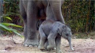 Grief at the Munich Zoo - Baby Elephant Girl Lola is dead - ✝21.01.2012 - Große Trauer im Zoo