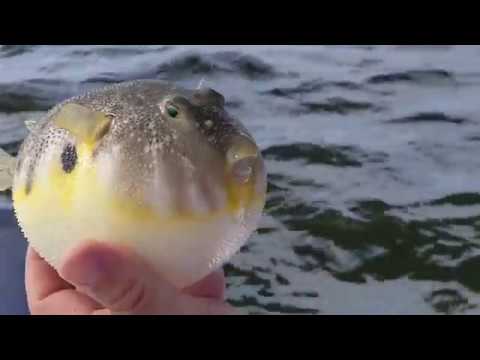 Blow Fish Deflating โ Tips & Tricks Central