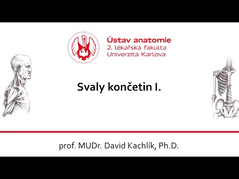 Svaly končetin 1 19.10.2020