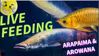 അരാപൈമക്കും അരോവണക്കും ലൈവ് ഫീഡിങ് #livefeeding #livestream to Arapaima and Arowana