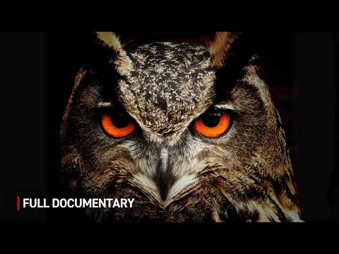 NIGHTLY BEASTS: The Secrets of Nocturnal Animals | Wildlife Documentary