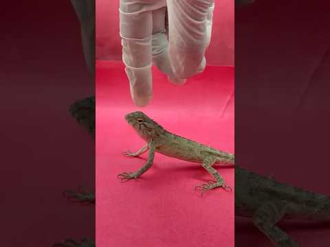 Does Girgit change its color?