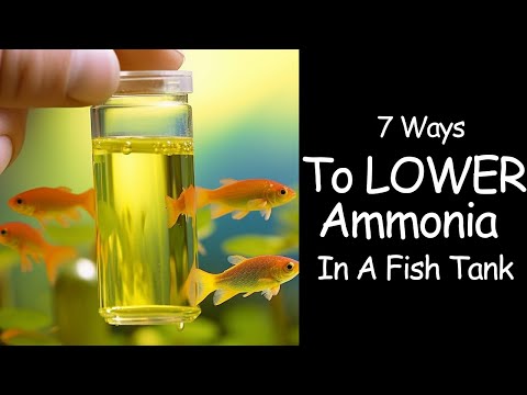 Ammonia In Fish Tanks - How To Lower Permanently 🙌