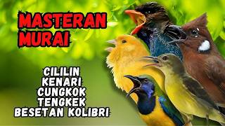 Download lagu Masteran Murai Isian Cililin, Kenari, Cungkok, Tengkek, Besetan Kolibri mp3