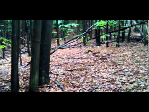 caprioara pe langa Firiza