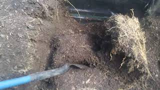 Oak Tree Roots Invading Raised Garden Beds