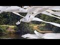 Bibio - Curls (Official Audio)