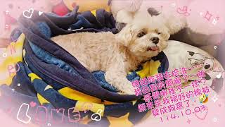 黃小妞生活日記（築窩篇一）