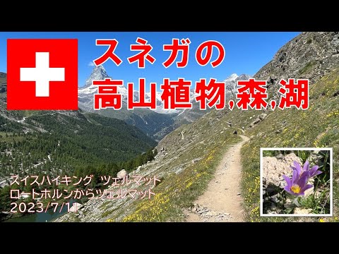 スイスの牧草地 植物