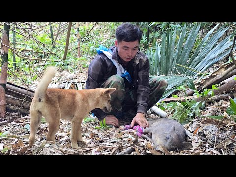 The boy tames wild boars and repairs the nests for the chickens to lay eggs! Life in the forest.