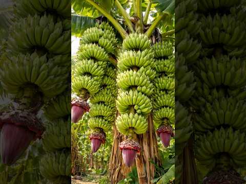 Banana Propagation Using Egg Fertilizer 🫢🫢