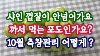 샤인머스켓 포도 껍질의 이물감 이유는 뭘까요?  10월의 측창관리 어떻게?
