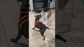 Video preview image #1 Blue Lacy-Unknown Mix Puppy For Sale in Aurora, CO, USA