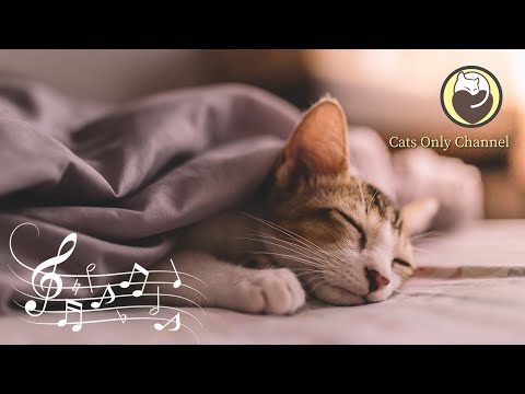 Musik zur Beruhigung von Katzen - Friedliche Klaviermusik & Katzenschnurren