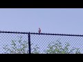 MimeX Official MV