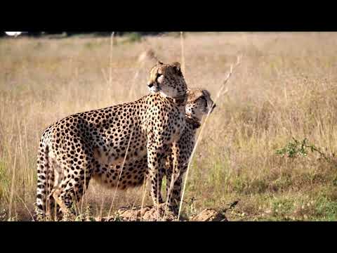 wildlife animal of Asia || 8k ultra HD wild life animal nature world video
