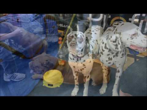 Krajské výstavy psů v Kladně se zúčatnily stovky psích šampionů