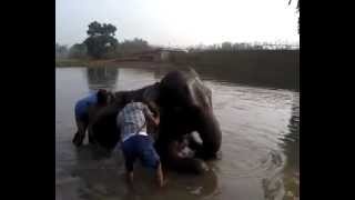 preview picture of video 'Yashoda, the Elephant Taking a Bath'
