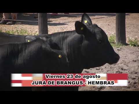 JURA DE BRANGUS HERMBRA
