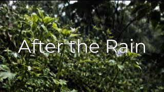 Download lagu Nature After Rain Looks Like This 🌿✨ mp3 Download lagu Nature After Rain Looks Like This 🌿✨ mp3