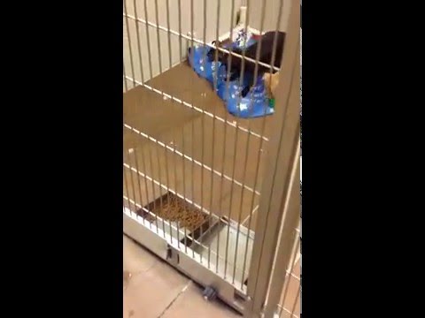 download lagu mp3 mp4 Dallas Adoption Center, download lagu Dallas Adoption Center gratis, unduh video klip Dallas Adoption Center