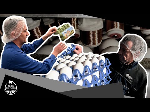 Wie kommt das Ei in den Laden? 🥚🔍 | Legehennen | Farmfluencer