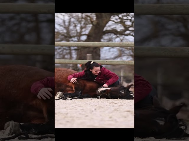 Pension chevaux Ecurie de propri&eacute;taire 