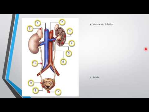 LEWENSWETENSKAP GRAAD 11: 10 Junie 2020 - periode 7 (10117)