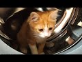 Baby Cat Exploring Washing Machine For The First Time