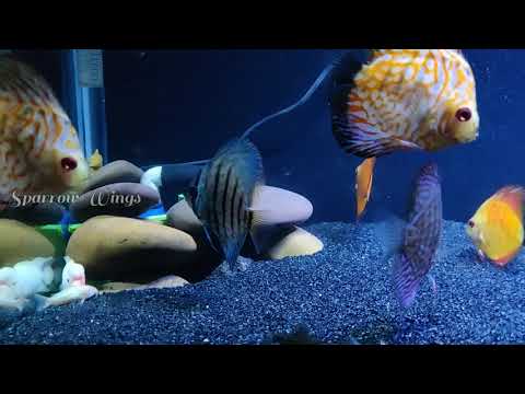 Sandfall ... Under water fountain