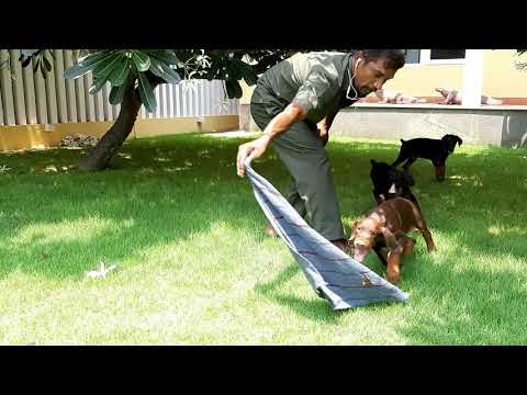 Amatras U litter puppies playing