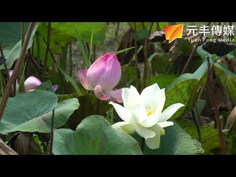 （影音）／不只是成果展！口湖三社區跨域共學　長輩操偶、打鼓秀出新活力