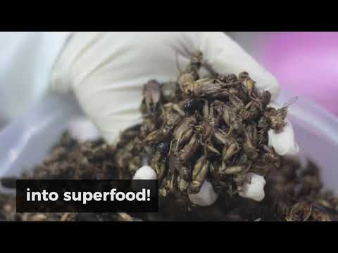 ento, Malaysian startup, transform crickets into a delicious superfood!