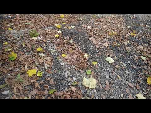 Drum Bodesti de Jos -Tolici judetul Neamt