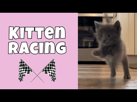 Kitten Racing: 5 weeks old