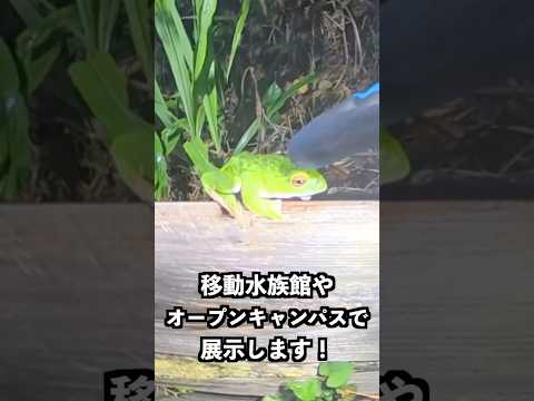 バイオデータサイエンス学科 豊かな自然に囲まれた森で、モリアオガエルの姿を撮影しました