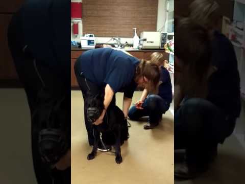 YouTube video about: How to sedate a dog for nail clipping?