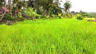 preview picture of video 'Land bought by PT Ethis (Indo) & Club Ethis in Ubud, Bali'