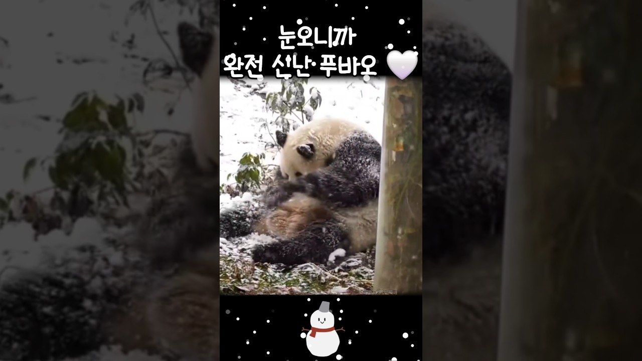 눈와서 장난치는 즐거운 푸바오 🤍 설탕푸바오