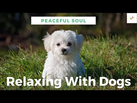 Relaxing Dog therapy for humans | Happy music | Puppies | Peaceful Soul