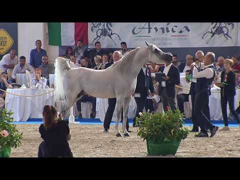 N.88 FREE GANGES - Italian Nationals 2018 - 7 Years Old and Older Stallions (Class 11/12)