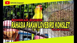 Download lagu Rahasia Pakan Lovebird Agar Cepat GACOR dan KONSLET mp3