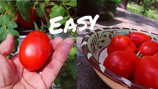 Thumbnail for video: Easy Hydroponic Tomatoes