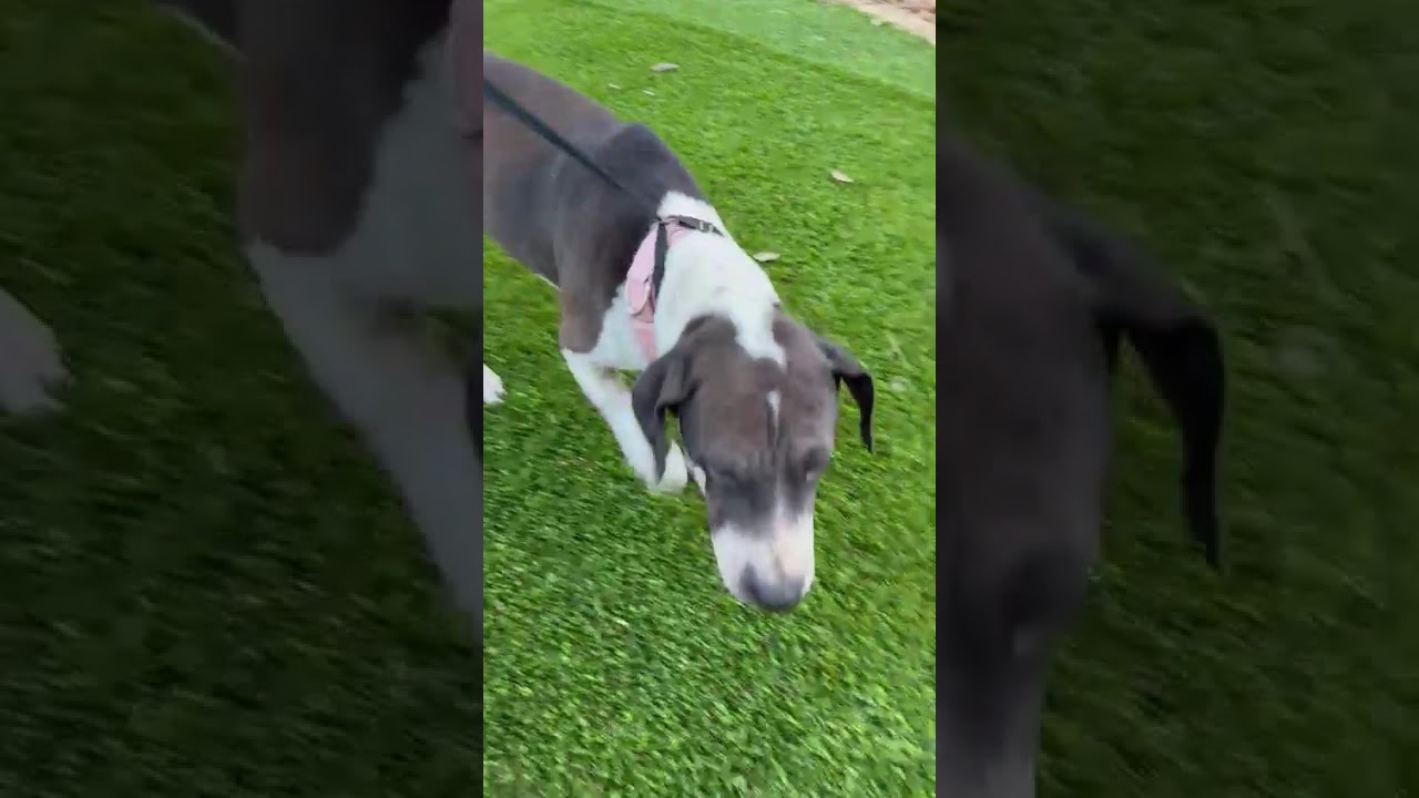 Enlarge Tina, a ADOPTABLE mixed breed in Southport, CT video 6/6